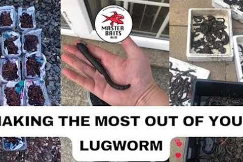 How to dig Lugworm! Locate, Use, Store and Freeze Lugworm