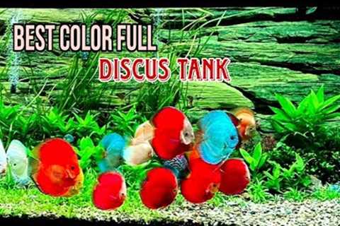 Best Fresh water fish - Best colorfull Aquarium Fish tank - Best colorful Discus Fish Tank