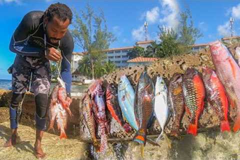 I Shot Some Nice Fish Today | Snappers Lion Fish And More... Catch N Cook