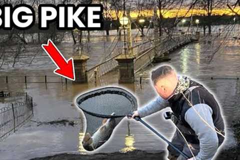 FISHING AFTER THE FLOODS! We Didn’t Expect It To Be This GOOD! (Fly Fishing For Pike)