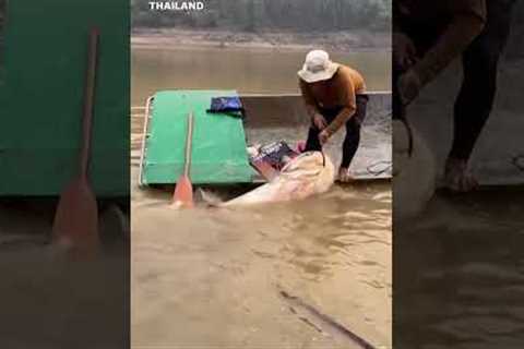That's a real catch! Angler struggles to haul 297-pound fish into boat #Shorts
