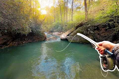 Fly Fishing a Tiny Creek for WILD Trout (NC Fly Fishing)