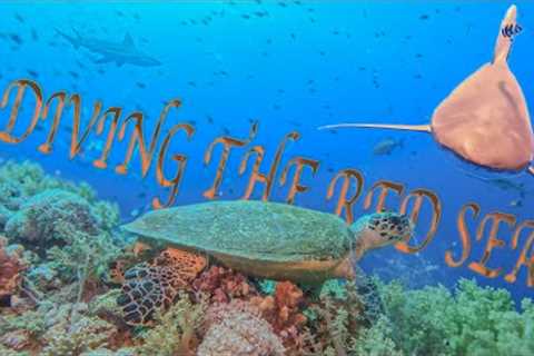 Scuba Diving Egypt Red Sea UHD 4k
