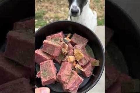 What happens when dogs EAT RAW FOOD?