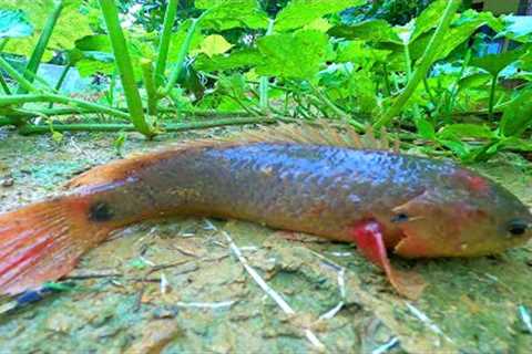 Rainy Day Fishing 2023! Finding and Catching Climbing Perch Fish in Reverse Water Ponds Rain Season