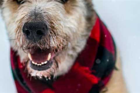 Ideas For Pet Friendly Adventures In Fall &amp; Winter