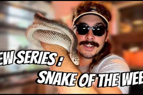 SNAKE OF THE WEEK: Northern Pine Snake