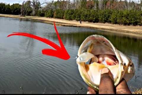 FISHING for BIG BASS with ONE SWIM BAIT (how MANY FISH can I CATCH)