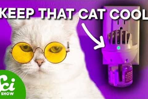 Can a Plug-In Really Improve Your Cat's Behavior?