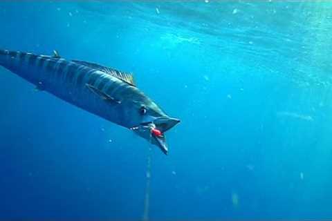 WAHOO &amp; MACKEREL SMASH BAITS ATTACHED TO UNDERWATER CAMERA
