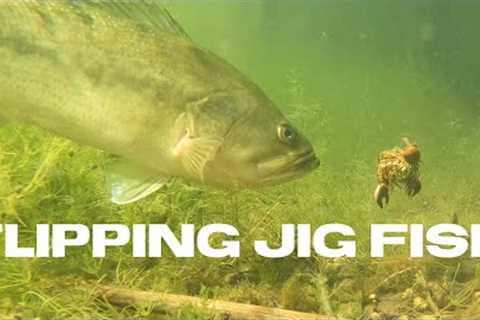 Flipping Jig Fish #shorts