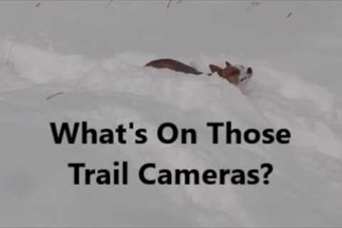 What's On Those Trail Cameras?
