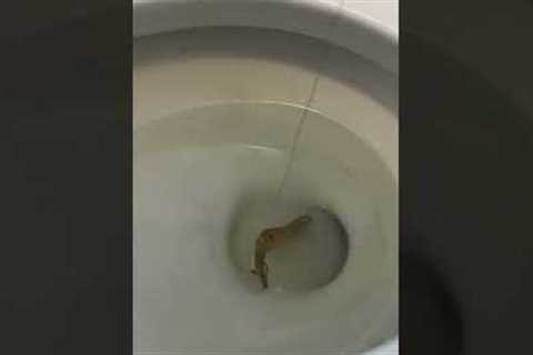 Toilet Fishing 🎣