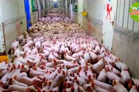 Amazing High-Tech Pig Farming in Building, Incredible and Large Scale modern Pig Farm in the World.