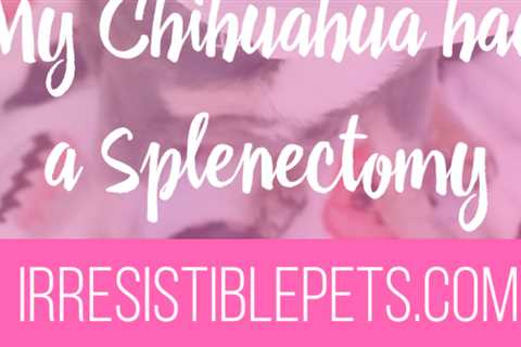 My Chihuahua Had a Splenectomy