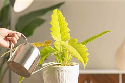 Garden Media's color of the year: Cyber Lime, will energize your home.