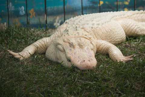 15 Unusual Things to Do in Orlando