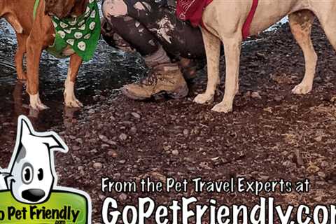 Dog Friendly Hiking Near Phoenix