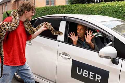 I Tested ‘Pet Friendly’ Ubers With Exotic Animals