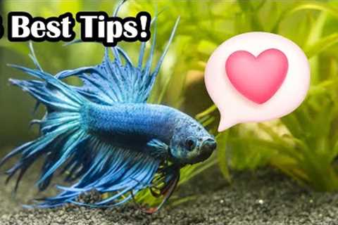 How To Create A Bond With Your Betta Fish