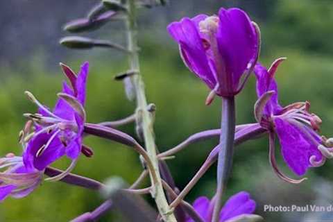 Guided Meditation: Listening to Our Heart - Tara Brach