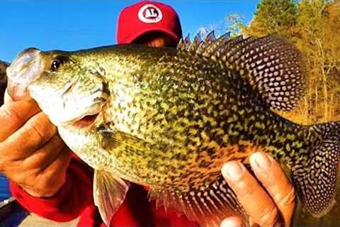 This Irresistible Bait Is A Crappie Catching Machine!