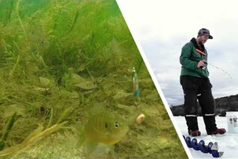 Simple Gear for Ice Fishing Success