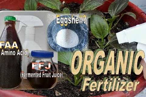Organic Fertilizer / Fermented fruit juice / Fish amino acid #organicgardening #fertilizer