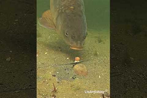 So what went wrong? #carp #fishing #underwater