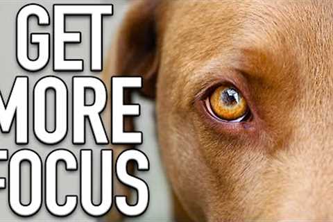 The 5 Rules For Training Your Dog To Listen Outside