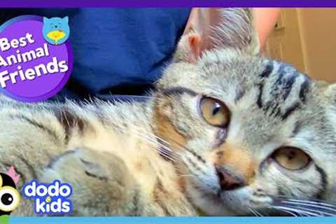 Goofy Cat Teaches Her Dog BFF All The Best Cat Tricks | Dodo Kids | Best Animal Friends
