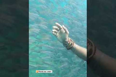 Scuba Diving at Neil Island Andman &amp; Nicobar https://youtu.be/h-x3rWPEgNE
