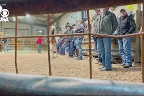 An exclusive look inside an exotic animal auction | WUSA9 Investigations