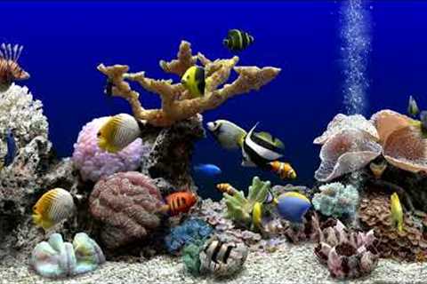 Soothing Fish Tank For Cats | Aquarium Water Sounds | Focus, Sleep &amp; Meditation | 6 Hours