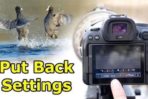 Bird Photography In the Field - 5 Simple Tips for Better Photos
