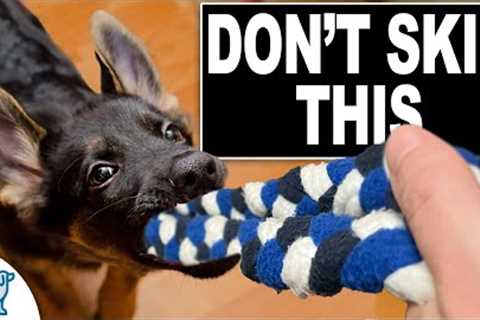 3 Skills EVERY Puppy NEEDS To Learn Now!