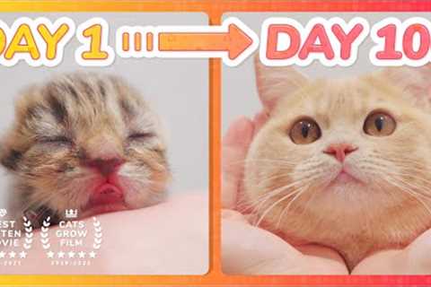 【 Spam This Movie to Who Doesn't Like Cat !!】 Kitten Grow Complete Different in 100 Days
