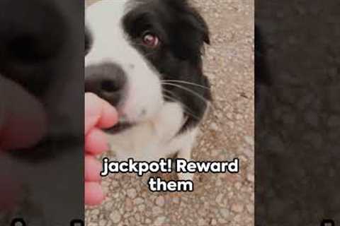 Roll Over Rover  Teach Your Pet New Tricks Shorts #dog #cat #pet #animals#cat #dogtraining #pets