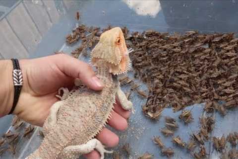 1000 Crickets VS Bearded Dragon! *FEEDING FRENZY*