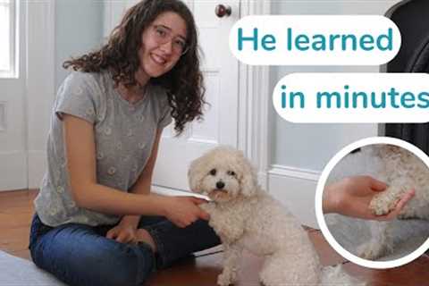 How to Train a Dog to Give Me Paw