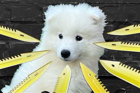 My Puppy Was Kidnapped!