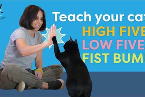 PAW TRICKS to teach your cat (high five, low five, fist bump)