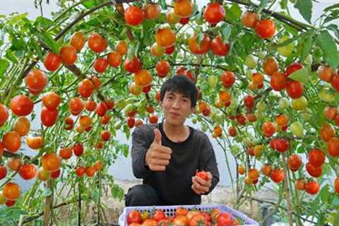 Wish I knew this method of growing tomatoes sooner. Many large and succulent fruits
