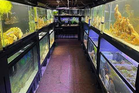 FISH ROOM UPDATE | NEW AQUARIUM + NEW FISH