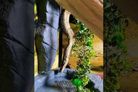 Move in day! #molinarosnakelab #diy #petsnake #reticulatedpython #snakes #reptile @customcagesusa