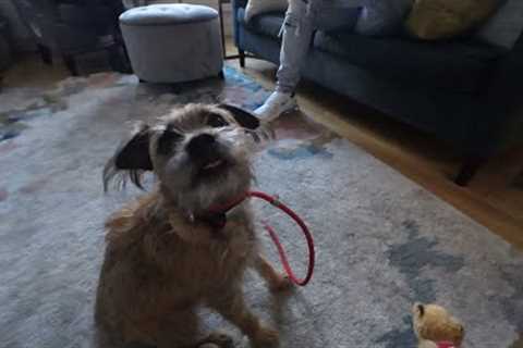 This Dog Is Crazy ! Border Terrier Can’t Relax