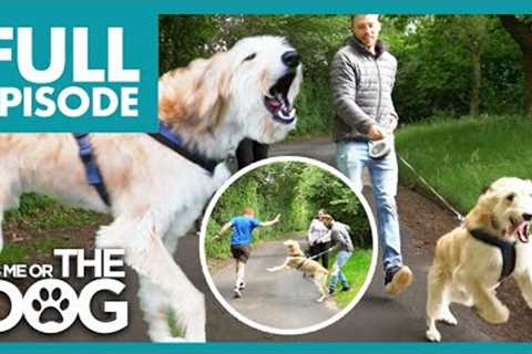 Lurcher is Completely Uncontrollable when Walking😬 | Full Episode | It's Me or the Dog