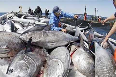 Net Fishing Tuna, Big Catch Giant Bluefin Tuna, Harvest and Tuna processing line in Factory #04