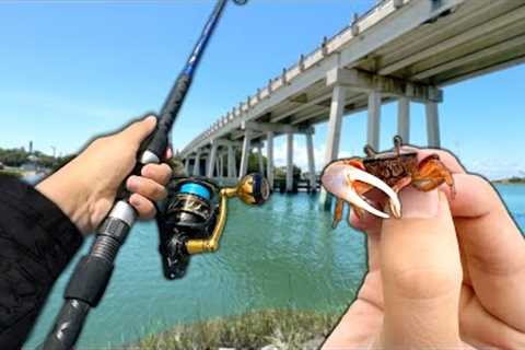 Fishing with TINY CRABS under the Bridge! (LOADED)