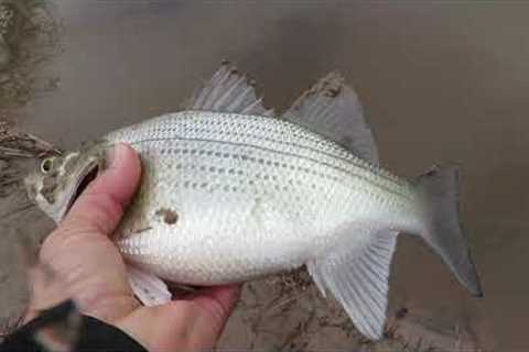 FishTales: Nails Creek Begins The Run